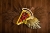 pizza-2.jpg
